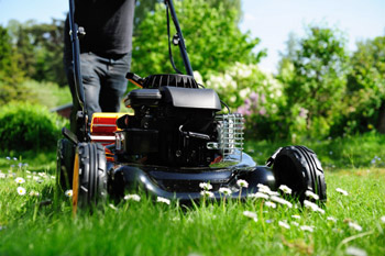 lawn